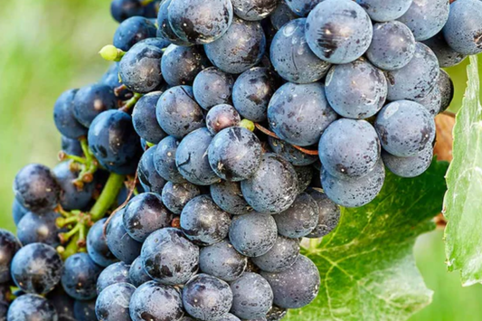 Sudarushka Grape Cuttings | 2 Hardwood Cuttings | Imported from Ukraine | Easy to Root | Early Ripening, Sweet Juicy Berries
