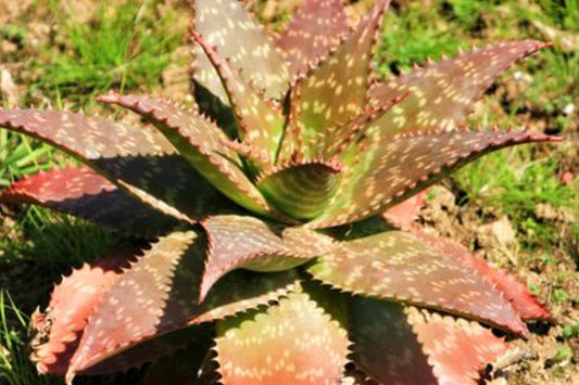 Aloe Maculata "Soap Aloe" | 6"+ Fresh Heavily Rooted Live Succulent | Drought Resistant | Coral Red Flowers | Medicinal Aloe Plant