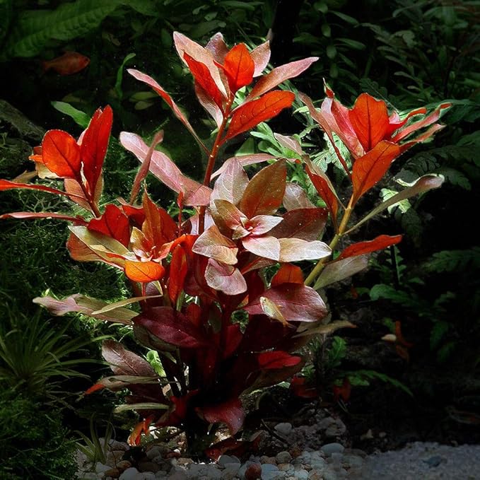 1 Ludwigia Repens Red Live Aquarium Plant | Fresh Aquatic Stem Bunch | Bare Root | Ludwigia Natans | Easy Beginner Aquarium Plant
