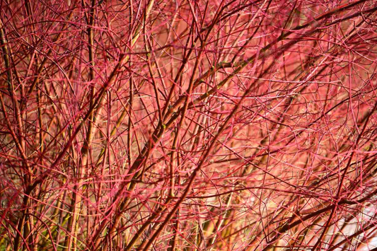 Bright Red Dogwood Cuttings (Cornus sericea) | Easy to Root | Stunning Red Stems | Live Privacy & Landscaping Shrub