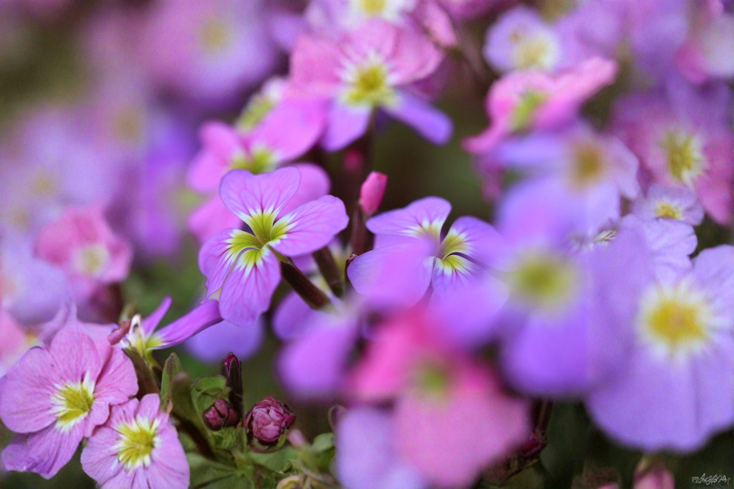 100 Virginia Stock Seeds – Malcolmia maritima – Fragrant Spring Flower – Cottage Garden