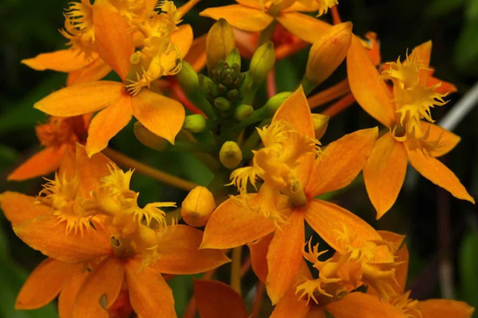 10 Rooted Cuttings - Epidendrum Radicans Ground Orchid | Fire Star Orchid | Fast-Growing & Hardy