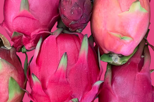 Dark Red Flesh Sugar Dragon Cuttings - 8" to 10" Unrooted Dragon Fruit Cuttings