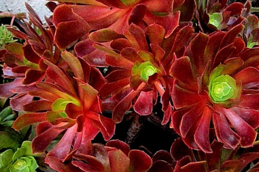 Aeonium Velour Cutting - 3" Head Diameter - Fresh Succulent Cutting for Propagation