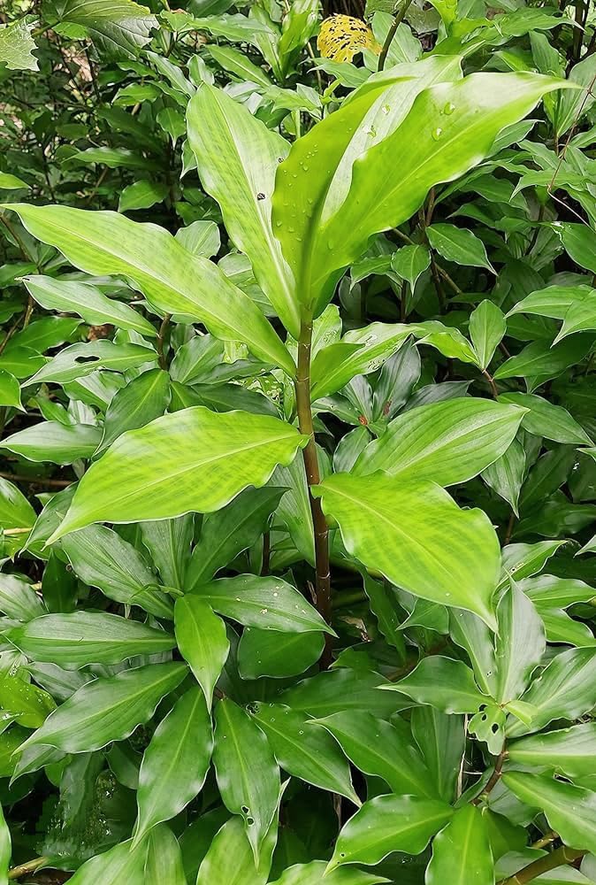 1 Well Rooted 3”-5” Insulin Plant | Costus igneus | Spiral Ginger Bare Root Herb for Sugar Control, Ayurvedic & Medicinal Use