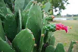 7 Edible Prickly Pear Cactus Pads | Opuntia Ficus-Indica Nopales | Fresh Organic Cactus for Cooking or Planting | Spineless Variety