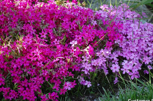 Scarlet Flame Creeping Phlox Seeds - 100+ Flower Seeds - USA Grown -  - Ground Cover - Drought Tolerant - Butterfly Attractor