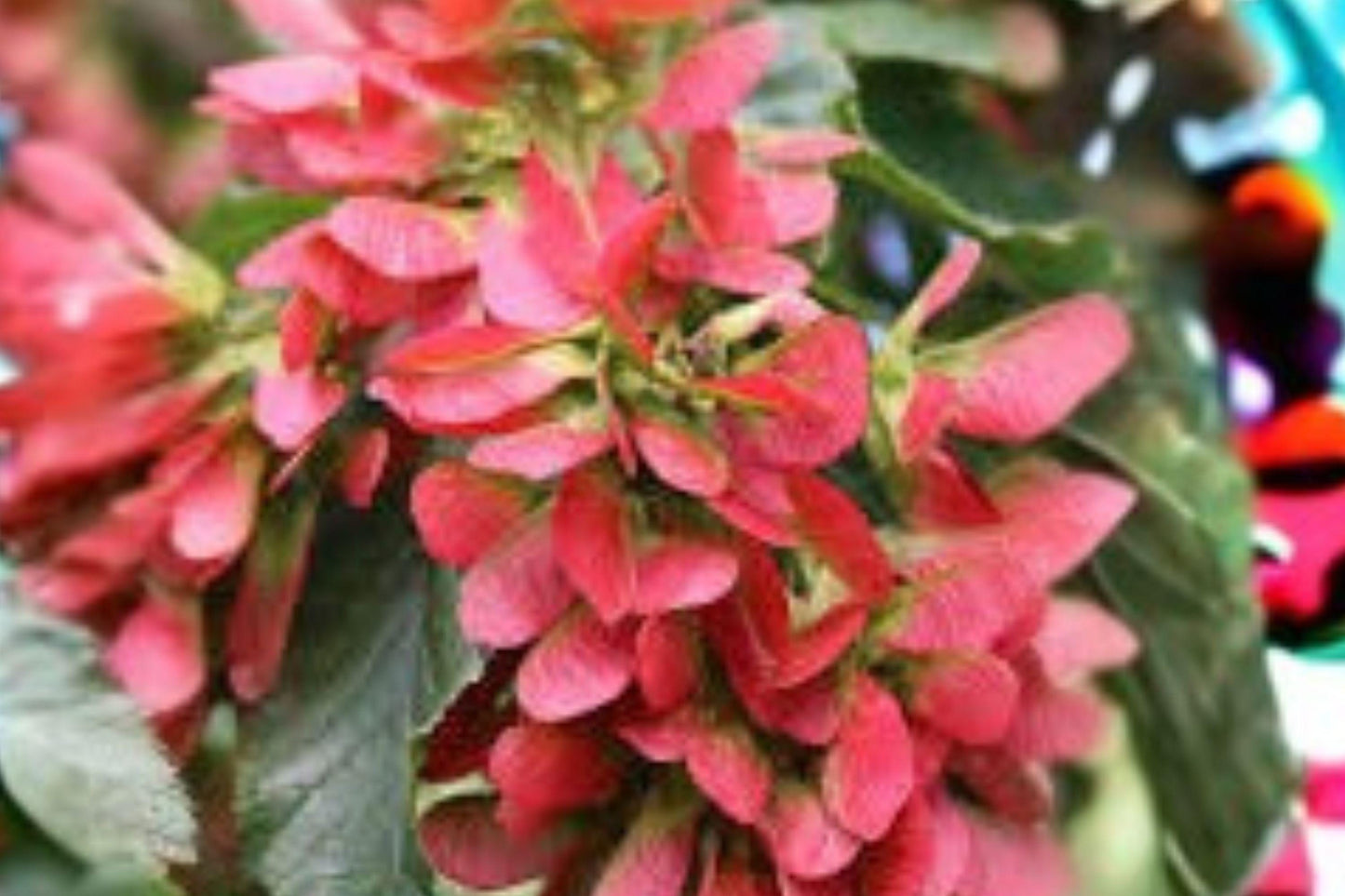 Tatarian Maple Seeds: Ornamental Tree with Red Wings (10 Seeds)