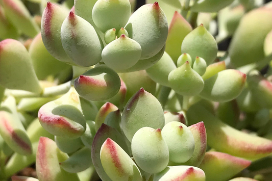 4 Unrooted Cotyledon Pendens Succulent Cuttings - 3-4" Long - Rare & Beautiful!