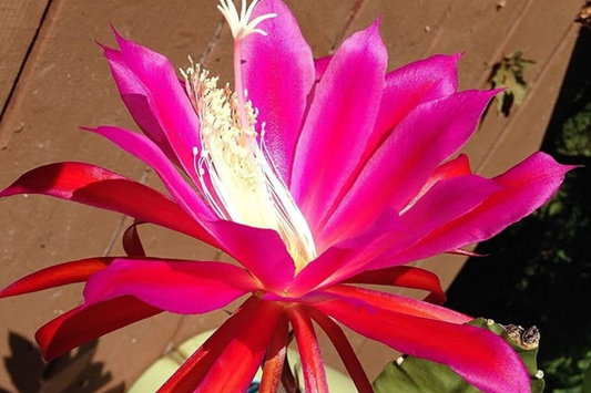 Two Rosy Swirl Orchid Cactus Cuttings (Epiphyllum) - Easy to Root