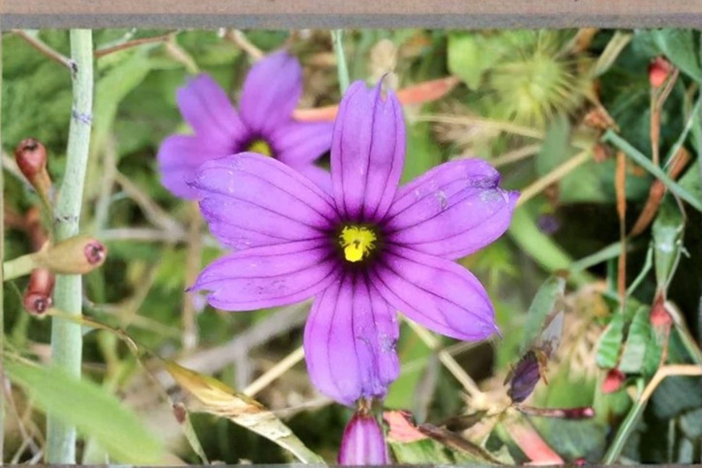 100 Western Blue Eyed Grass Seeds – Sisyrinchium bellum – Native Perennial – California Wildflower