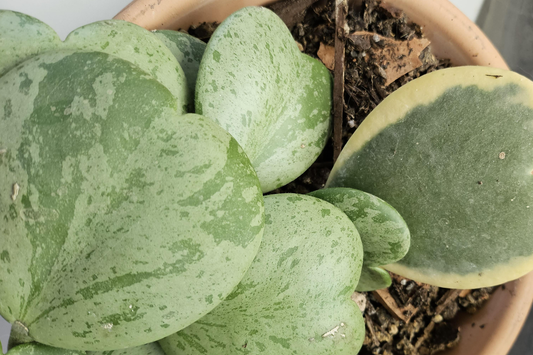 Variegated Hoya Kerrii Cutting (Unrooted) - Multiple Node Options for Propagation