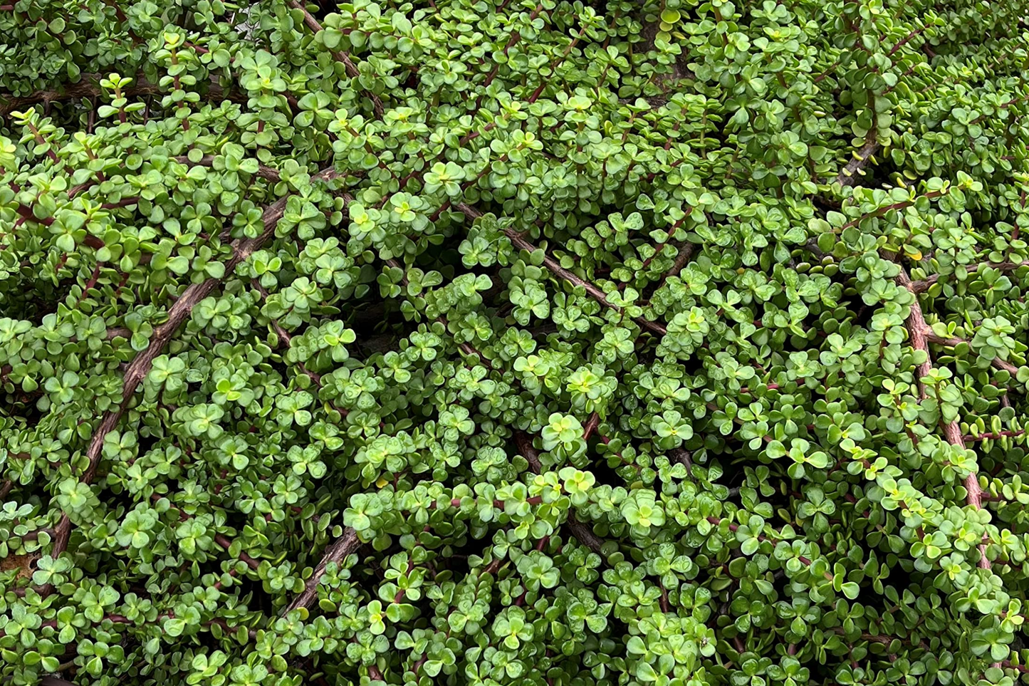 20 Rainbow Elephant Bush Cuttings - Portulacaria afra Succulent Cactus Live Plants for Propagation