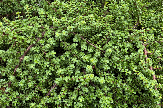 20 Rainbow Elephant Bush Cuttings - Portulacaria afra Succulent Cactus Live Plants for Propagation