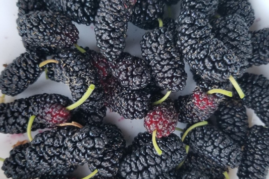 12 Fresh Shangri-La Mulberry Cuttings for Rooting or Grafting, Sweet Large Fruits