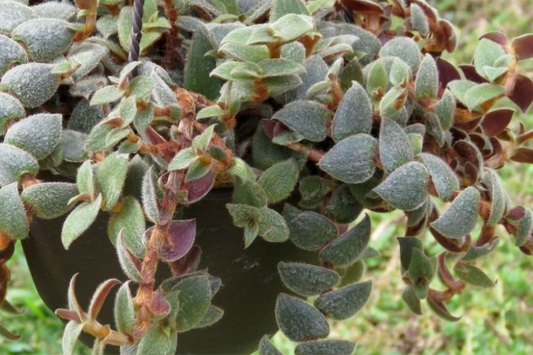 Teddy Bear Plant Cuttings - 4+ Healthy Cuttings for Propagation, Easy to Grow