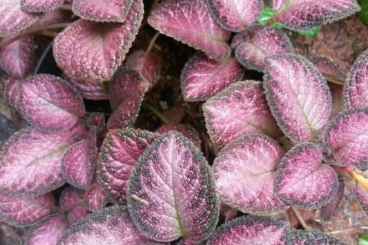 Pink Fitonia Cutting in Propagation Cup - Sealed with Sphagnum Moss, Easy Rooting, Live Arrival Guarantee