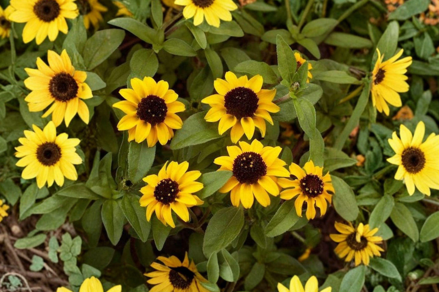 100 Creeping Zinnia Seeds – Sanvitalia procumbens – Low Growing Yellow Flower – Annual Groundcover