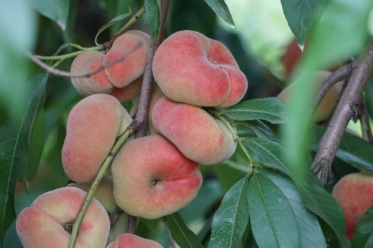 Donut Peach Tree Scion - 6 Premium Cuttings for Grafting, Sweet White Flesh