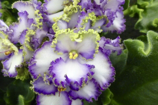 African Violet Buckeye Seabreazes Pair of Cuttings | Easy Care Houseplant for Indoor Beauty