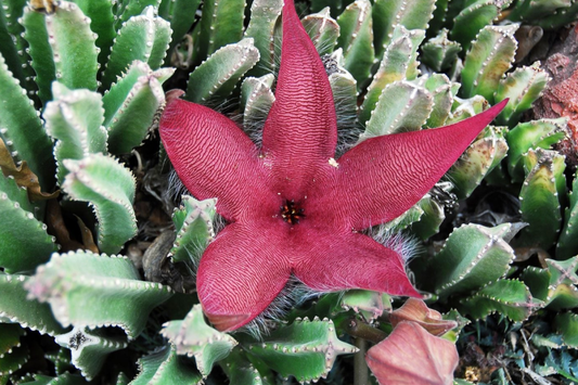 Stapelia Grandiflora Carrion Plant | 2 Starfish Plant Cuttings 6"-8" | Rare Succulent with Stunning Star-Shaped Flowers