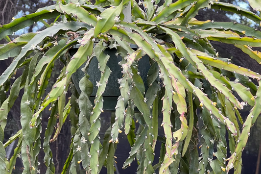 Lepismium Cruciforme Spiralis Cactus | 3 Unrooted Cuttings 4-8" | Rare Epiphytic Cactus for Grafting or Rooting