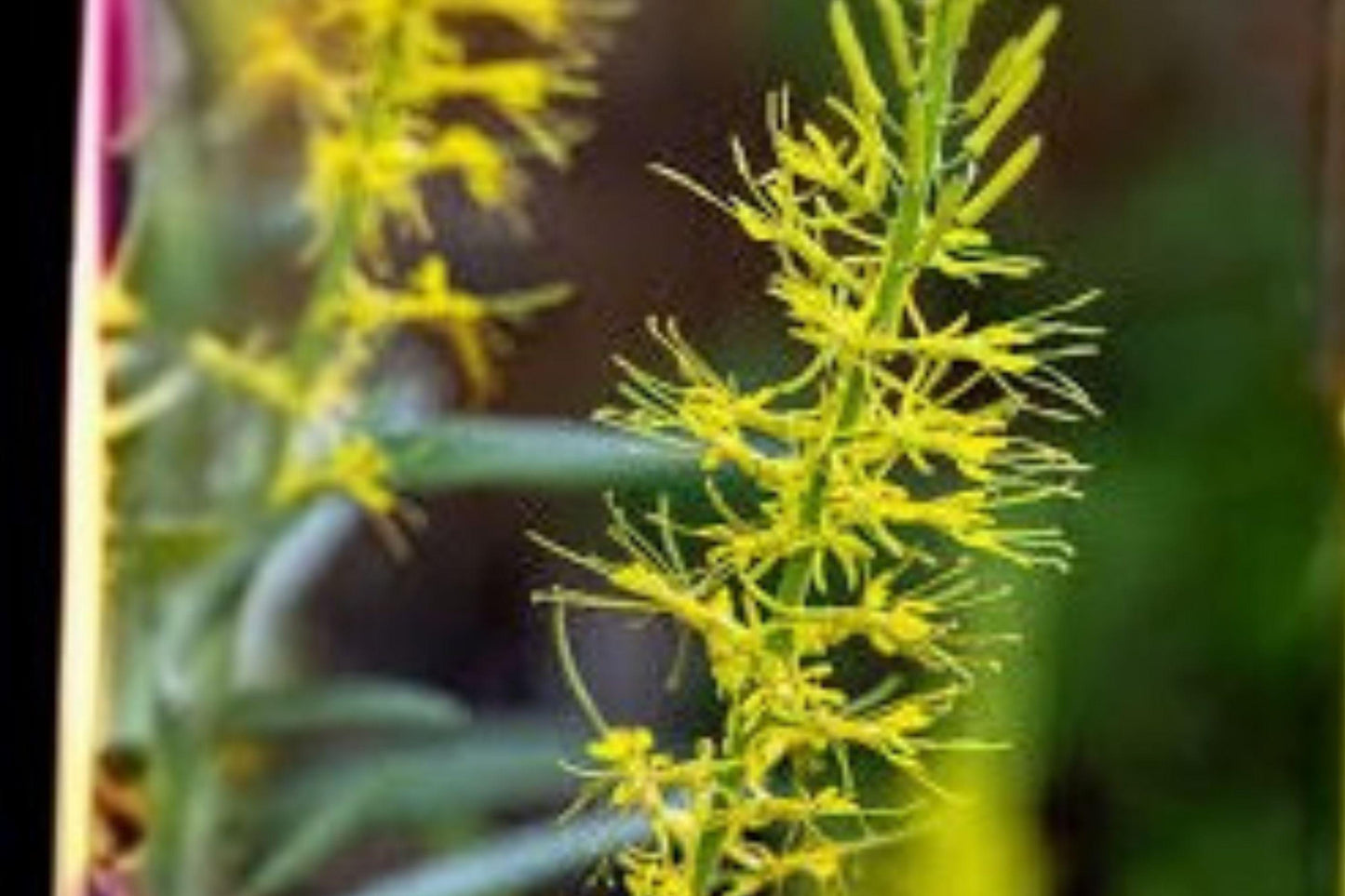 40 Prince’s Plume Seeds – Stanleya pinnata – Native Wildflower – Drought Tolerant – Yellow Desert Flower