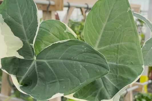 Alocasia Mickey Mouse Plant | Live Plant in 4" Pot | Exact Plant Shown | Unique Variegated Foliage | Indoor Houseplant