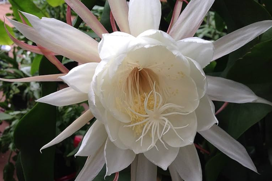 Epiphyllum 'Kazoo' Unrooted Cutting | Rare Orchid Cactus | 6-8" Fresh Cutting | Exotic Epiphyllum Hybrid | Easy to Grow