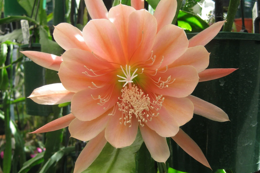 Epiphyllum Orchid Cactus "˜King Midas’ Cutting | 8"-10" Long | Large Vibrant Blooms | Hybrid Epiphyllum Cutting