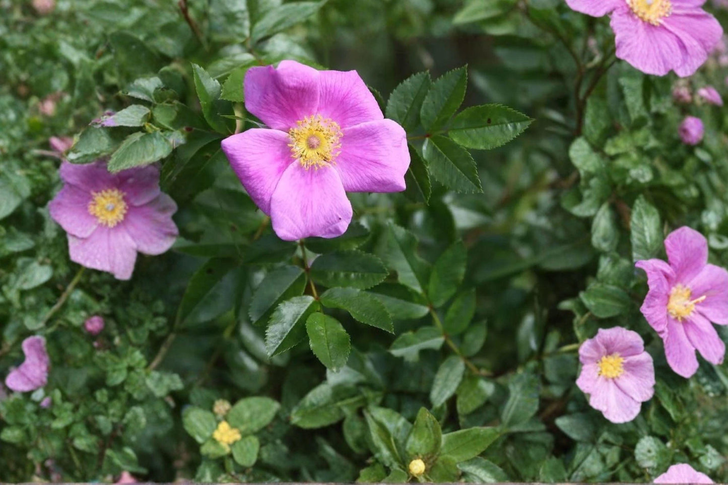 10 Pasture Rose Seeds – Rosa carolina – Native Wild Rose – Pink Flower Shrub