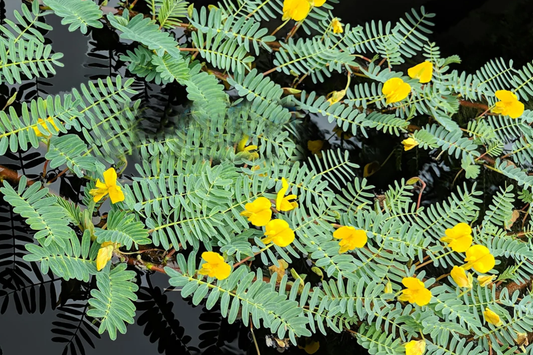 Botswana Wonder Sensitive Plant - Aeschynomene Fluitans | Tropical Aquatic Pond Plant | Floating Plant with Yellow Flowers