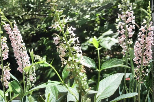 40 American Germander Seeds – Teucrium canadense – Native Wildflower – Pollinator Plant – Moist Soil Perennial