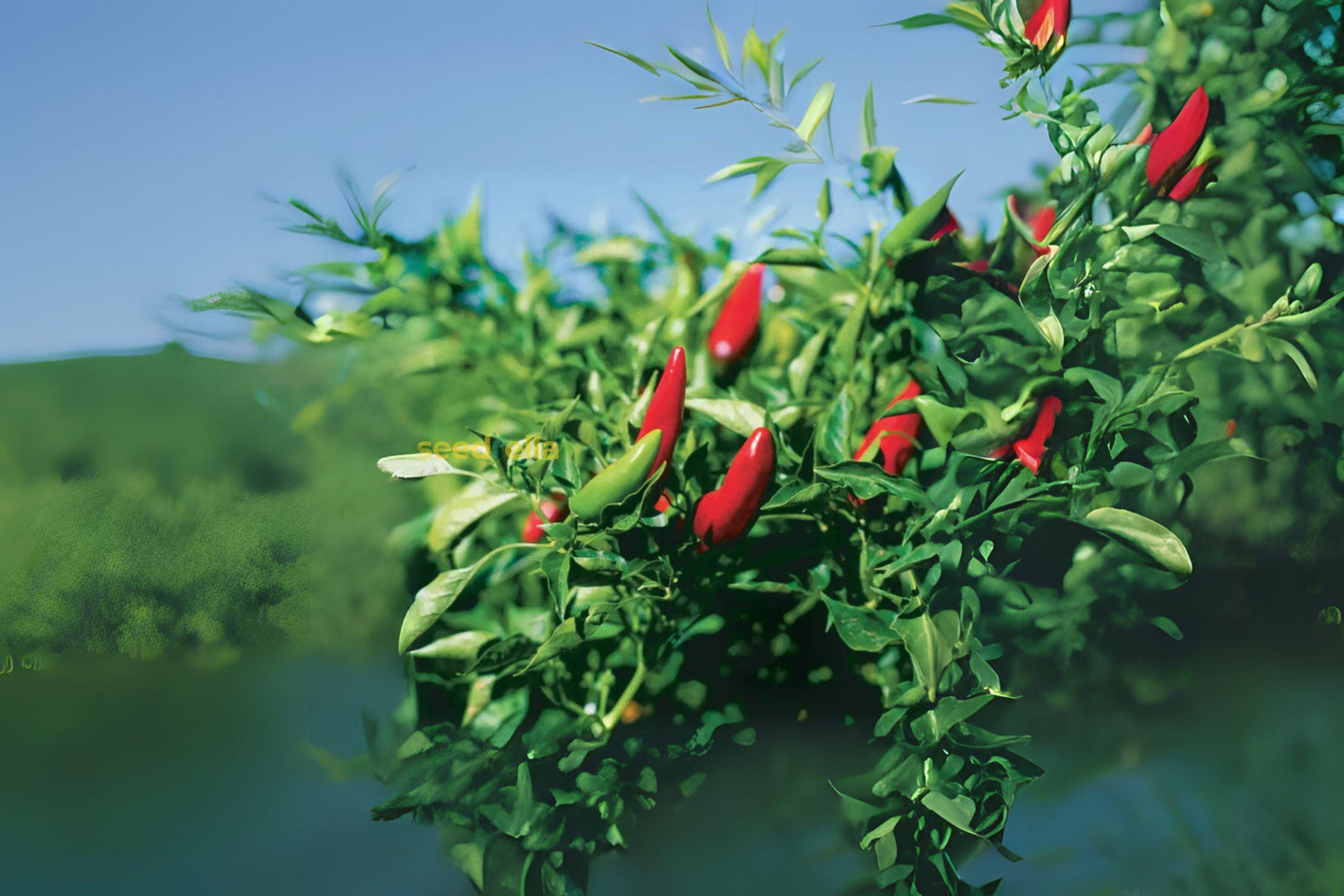 Chiltepin Hot Pepper Seeds: Heirloom Capsicum Annuum, Tiny Wild Chili