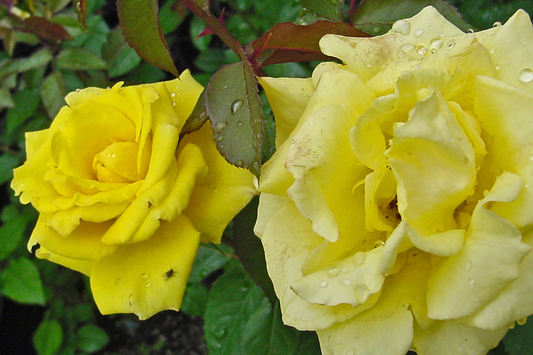 3 Texas Yellow Rose Cuttings for Rooting - 5-6" Each, Includes Rooting Powder & Guide, USA Grown, Disease Resistant