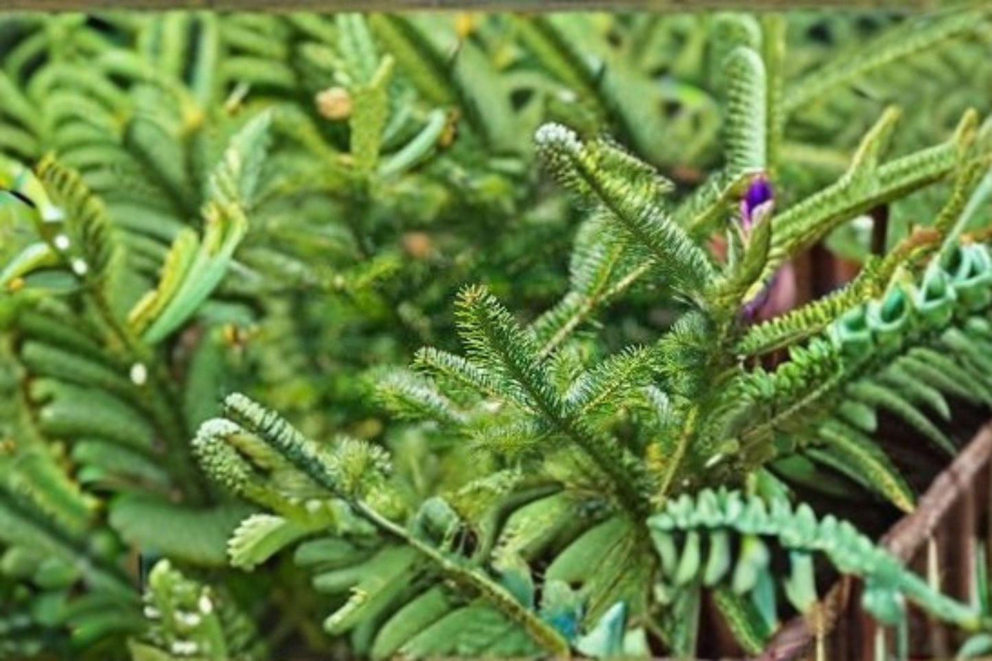 Balsam Fir Tree Seeds: Fragrant Evergreen Christmas Tree (250 mg)