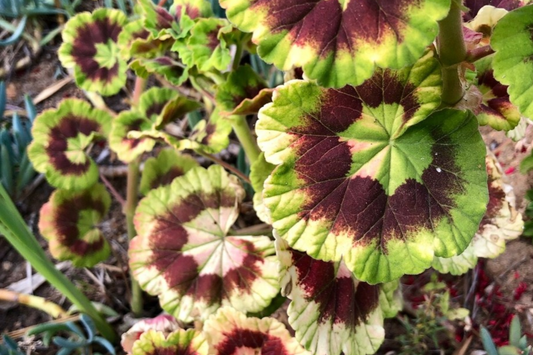 Rare Variegated Pelargonium Zonal Geranium Cutting 6" - Vivid Red Blooms, Hardy & Fast Growing