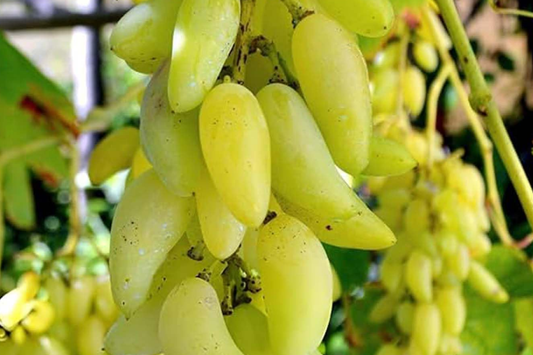 Gold Finger Grape Cuttings (2-3 Nodes) - Rare Exotic Variety, Sweet Honey Flavor, Easy to Root or Graft, Large Golden Table Grapes