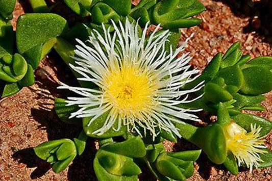 Sceletium Tortuosum Kanna - 7 Unrooted Cuttings, Edible, Air-Purifying, Medium Sunlight, Winter Bloomer, Indoor/Outdoor Gardening