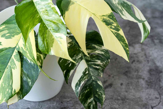 Pothos Epipremnum Pinnatum Albo Variegata Cuttings, Beautiful Fenestrated Leaves, Low Maintenance, Ideal for Climbing
