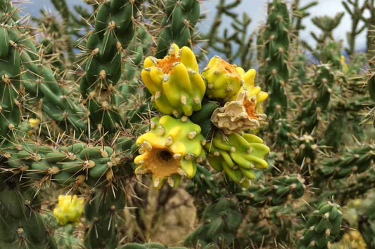 Jumping Cholla Cactus Live Cutting, Fast Growing, Evergreen, Full Sun, Arid Climate, Indoor/Outdoor, Unique Plant for Cacti Lovers