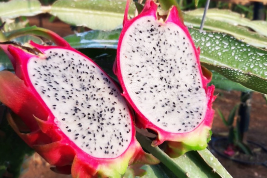 White Dragon Fruit Pepino Dulce 2 Cuttings 9-14" Sweet White, Spiral Segments, Healthy, Fresh Fruit for Smoothies & Snacks