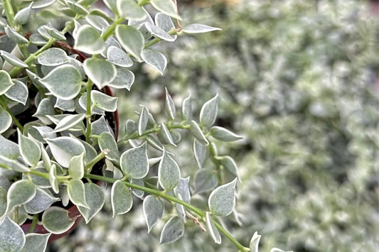 Dischidia ruscifolia | Million Hearts Cutting | Unique Indoor Plant | Easy-Care Hanging Vine | 1 Unrooted Cutting