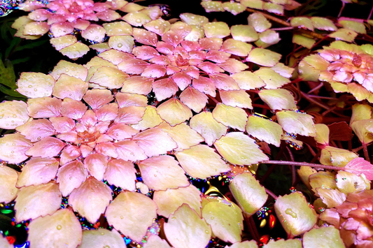 Water Mosaic Plant Cuttings | 3 Ludwigia sedioides for Ponds | Tropical Floating Plant | Red & Green Rosettes | Pond Decor