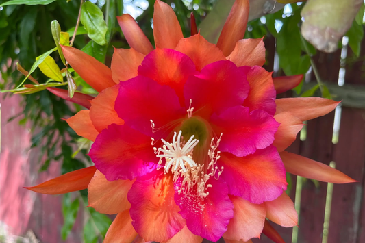 Epiphyllum Orchid Cactus Neon Smile | 3 Rooted Cuttings | Pink Blooms | Easy-Care Exotic Plant | Fresh Growth | Unpotted
