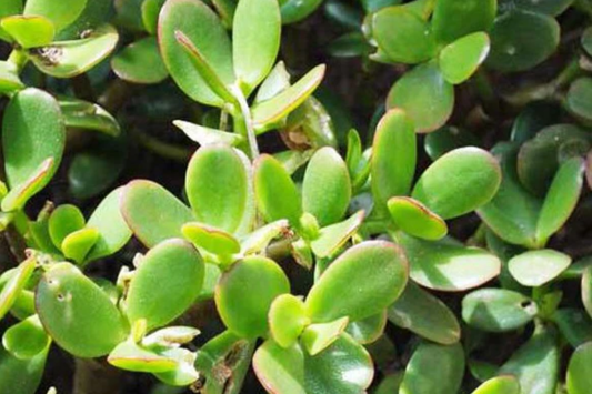 Crassula ovata Jade Plant Cuttings | 2 Unrooted Succulent Cuttings (3-5") | Easy Care Indoor Plant | Lucky Money Tree