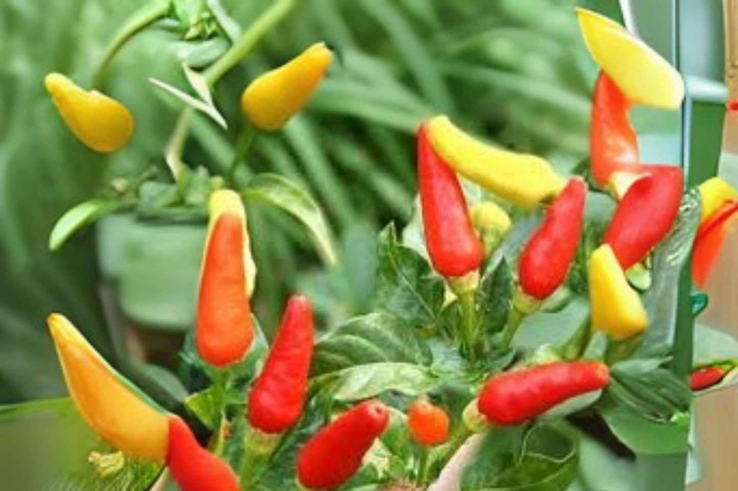 Tabasco Hot Pepper Seeds | Heirloom Chili, Capsicum Annuum (250 mg)