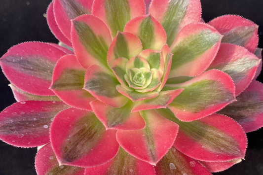 Aeonium 'Perfume Concubine' Cutting | Fresh Succulent Cutting | 2.5-Inch Rosette | Unique Collector Variety | Easy to Grow