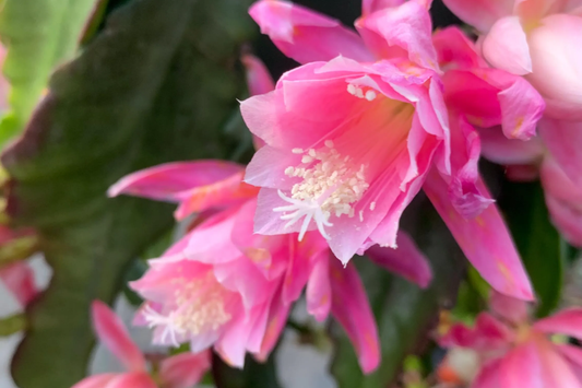 Epiphyllum 'Hocus Pocus' Orchid Cactus Cutting | 8-10 Inch Unrooted Cutting | Stunning Blooms | Perfect for Collectors