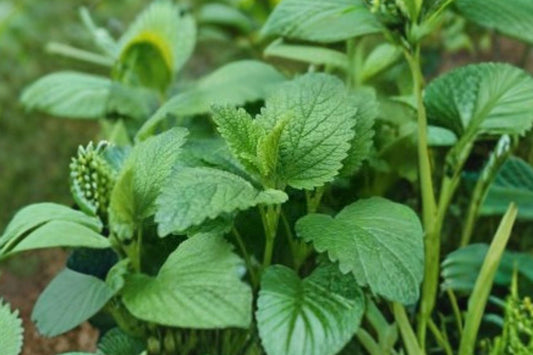 100 Lemon Balm Seeds – Melissa officinalis – Medicinal Herb – Bee Friendly Garden Plant